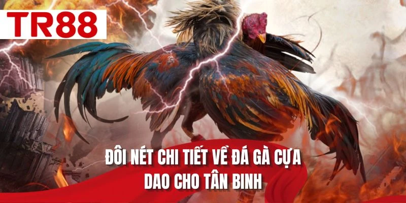 Đôi nét chi tiết về đá gà cựa dao cho tân binh